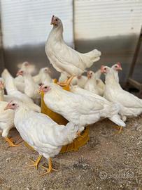 Galline livornesi