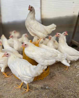 Galline livornesi
