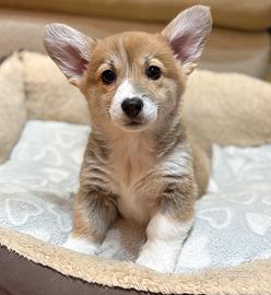 Cuccioli di welsh corgi pembroke