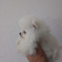 Spitz Pomerania nano originale