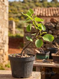 Pre Bonsai di Fico, Pianta Unica 25 cm, 10 anni