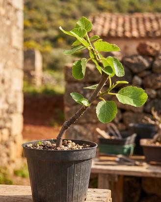 Pre Bonsai di Fico, Pianta Unica 25 cm, 10 anni
