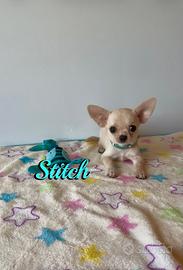 Chihuahua maschio con pedigree