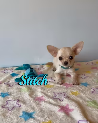 Chihuahua maschio con pedigree