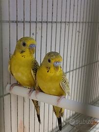 Cocoriti