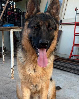 Disponibili due Cuccioli di pastore tedesco