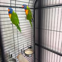 Lory arcobaleno coppia