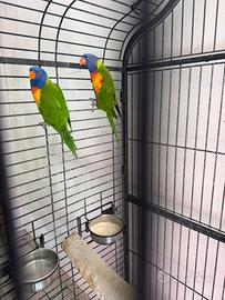 Lory arcobaleno coppia