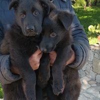 Cuccioli pastore tedesco