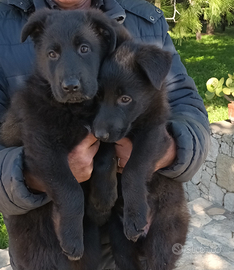 Cuccioli pastore tedesco