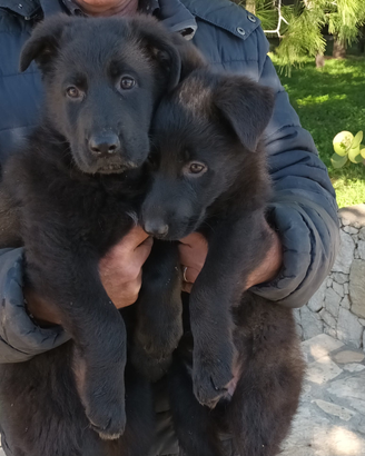 Cuccioli pastore tedesco