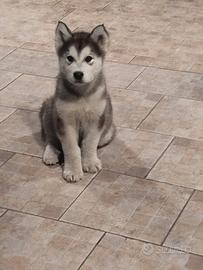 Ultimo cucciolo disponibile ultimo cucciolo di Ala