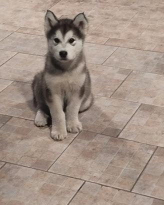 Ultimo cucciolo disponibile ultimo cucciolo di Ala