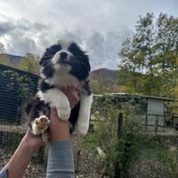 Border collie cuccioli Angels Puppy Super Gold