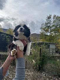 Border collie cuccioli Angels Puppy Super Gold