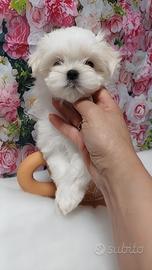 Cuccioli maltese, barboncini e maltipoo