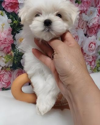 Cuccioli maltese, barboncini e maltipoo