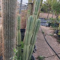 cactus gigante