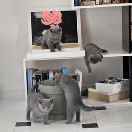 Scottish fold e straight