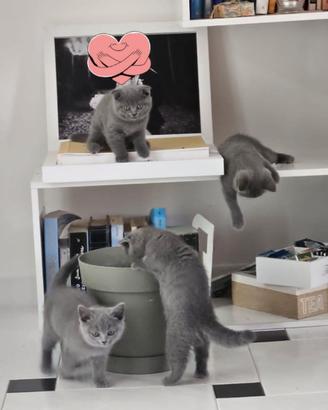 Scottish fold e straight