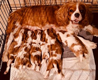 Cuccioli di cavalier king