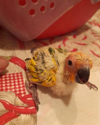 Conuro del sole
