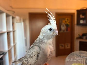 Calopsite perlata estrema faccia bianca