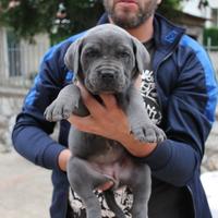 Cuccioli di Cane Corso