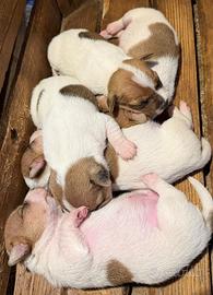 jack russel terrier