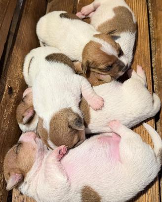 jack russel terrier