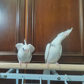 Caposite pulli allo stecco quasi pronti