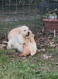 Labrador
