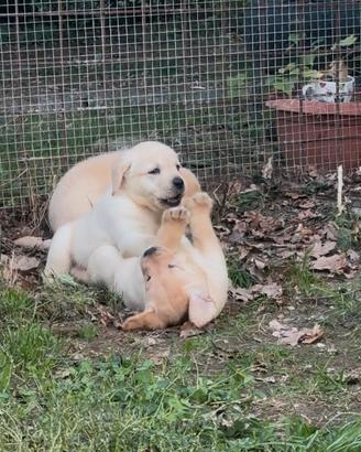 Labrador