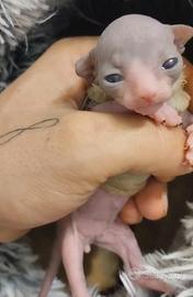 Sphynx con pedigree