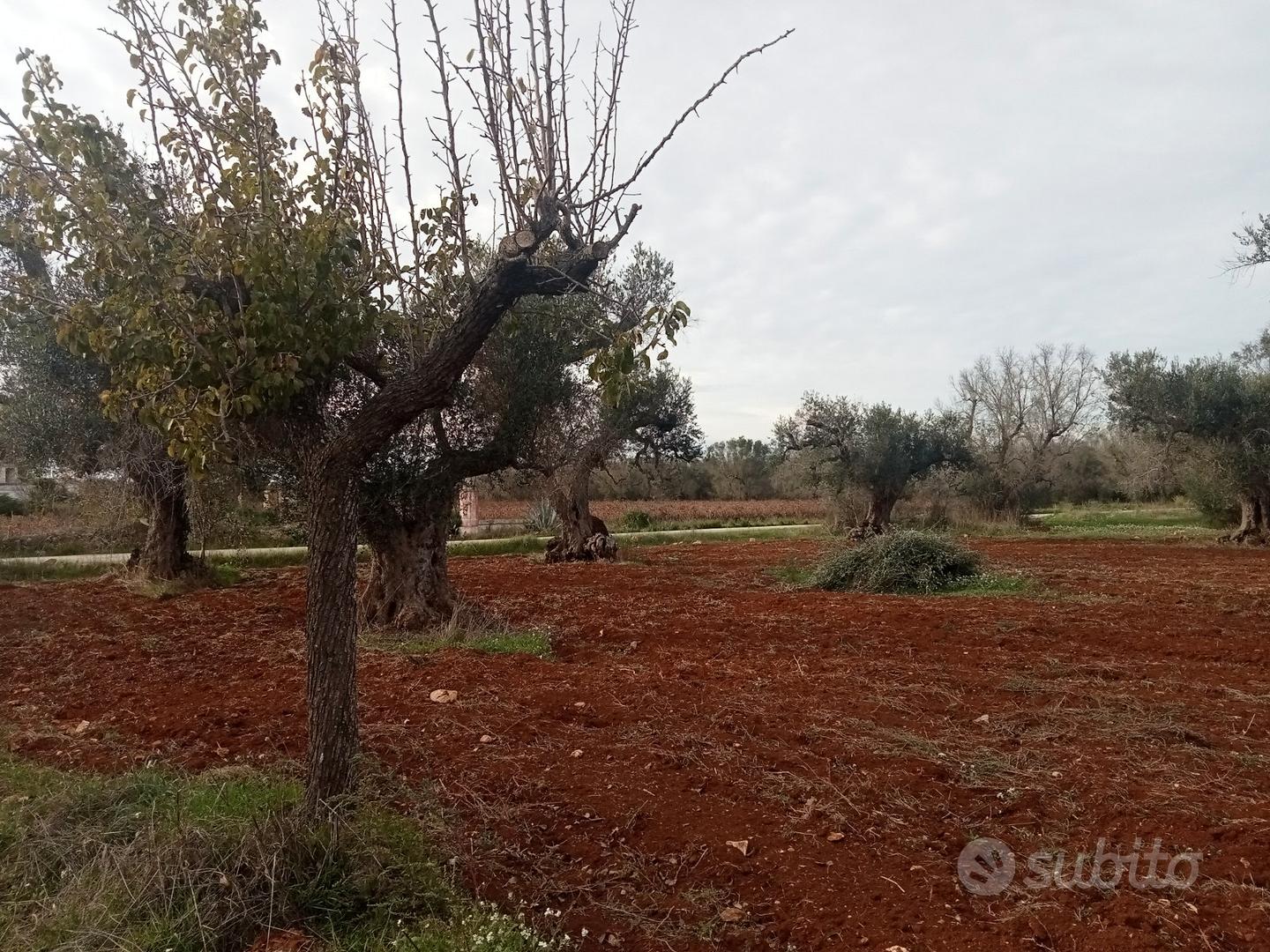 Terreno agricolo - Vista 3