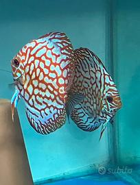 Coppia riproduttiva Discus Red Pigeon checkerboard