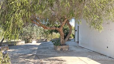 Villacidro - ricovero attrezzi con terreno