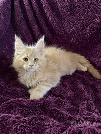 Cucciolo di Maine Coon