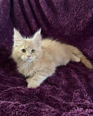 Cucciolo di Maine Coon