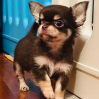 Chihuahua pedigree piccoliss