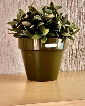 Ikea salvia artificiale+vaso