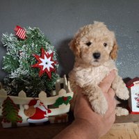 Cuccioli di barboncino toy