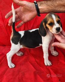 Beagle cucciolo