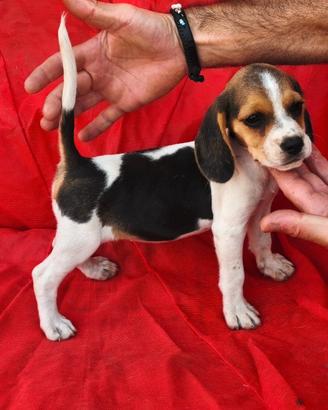 Beagle cucciolo