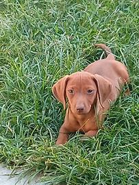 Cuccioli bassotto tedesco nano