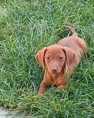 Cuccioli bassotto tedesco nano