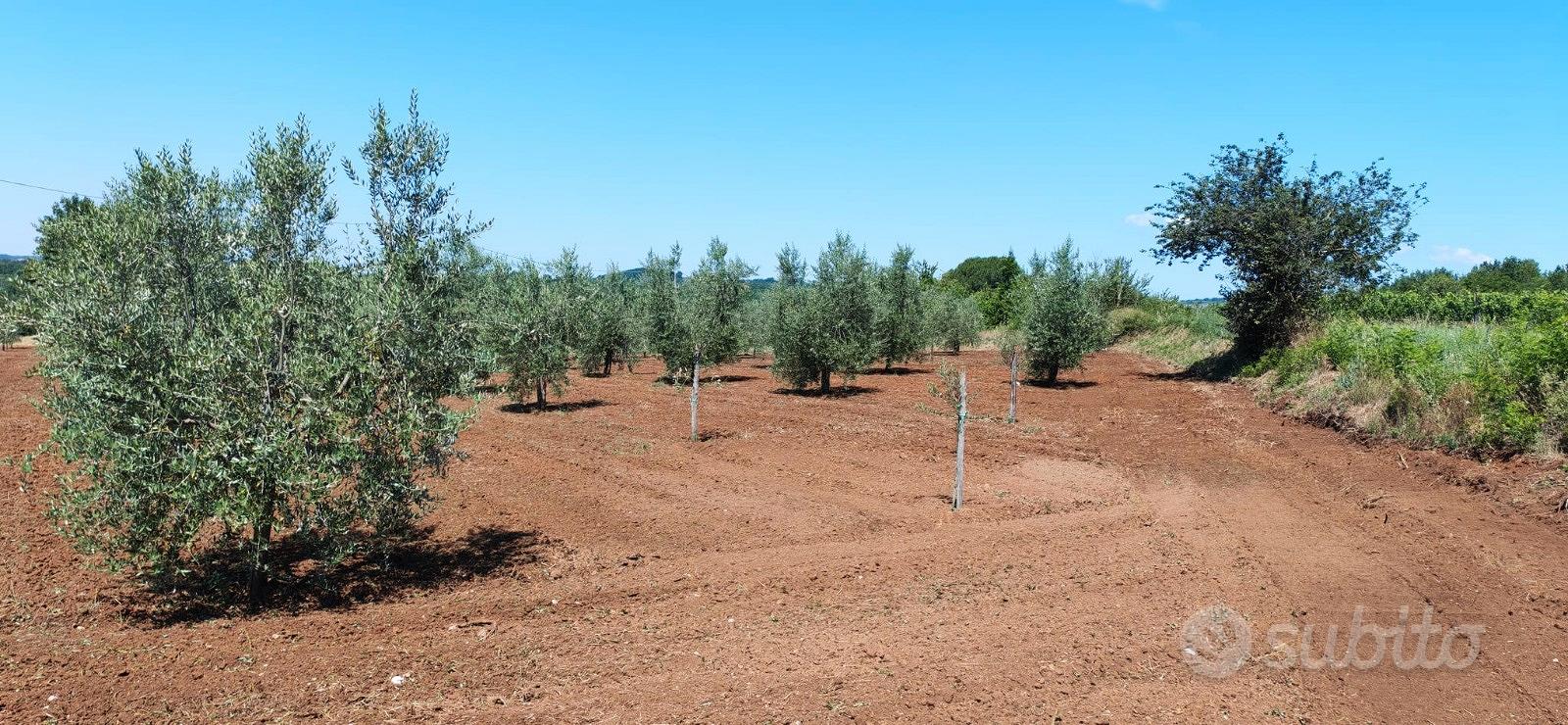 Terreno agricolo - Vista 2