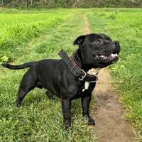 Staffordshire bull terrier