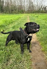 Staffordshire bull terrier