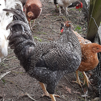 Galletti, gallinelle e americanelle